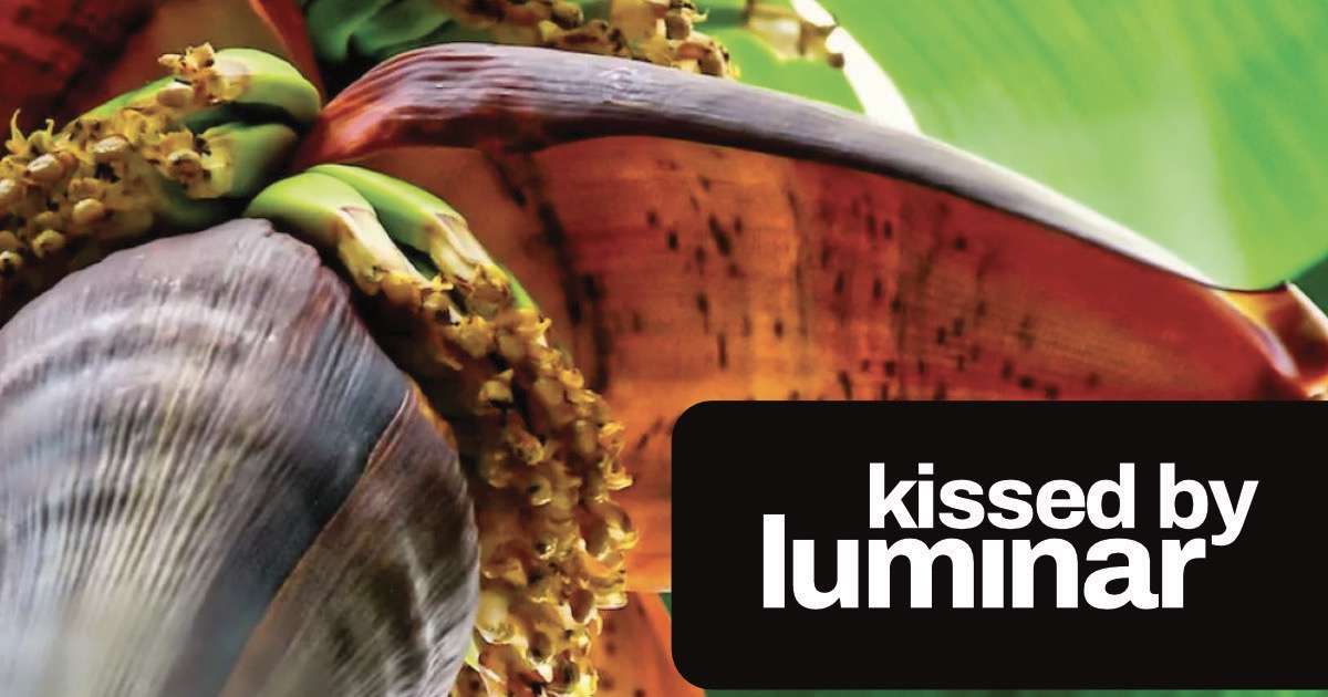 SoftwareFolder | Kissed by Luminar SoftwareFolder | Kissed by Luminar